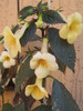 Yellow Beauty