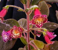 Kohleria Mothers Lipstick (poza preluata de pe net)