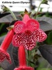 Kohleria Queen Olympus (poza preluata de pe net)