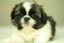 pic133804_caine_Pechinez