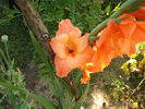 DSCF4147