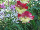 DSCF4153