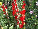 DSCF4179