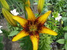 DSCF3959
