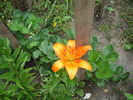 DSCF4081
