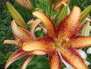 DSCF4083