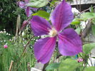 clematita