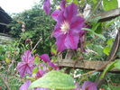 clematis
