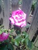 14-06-10_1227
