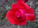 P150910_13.39_[02]