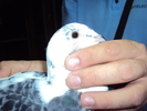 22.09.2010 - femela 2010