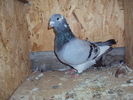 22.09.2010 - mascul 2009
