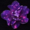 Cosmos Legend-2