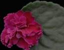 Redoubled