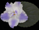 Taffeta Blue