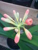 clivia