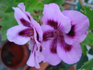 Geranium Aristo Lavender (`10, Aug.28)