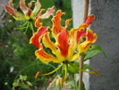 Glory Lily (2010, July 02)