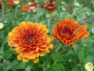 Orange Chrysanthemum (2010, Aug.08)