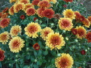 Orange Chrysanthemum (2010, Aug.24)