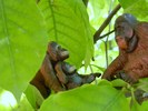 Sumatran Orangutan