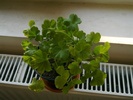 Pelargonium floare alba