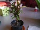 Cordyline frutesceus