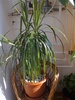 Dracaena marginata