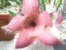 Stapelia grandiflora