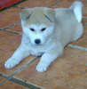 pic154502_caine_Akita