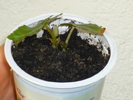 Begonia s-a prins (24 sept 2010)
