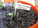 Abutilon caramiziu in 24 sept 2010 (taiat in 15 sep)