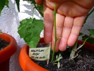 Abutilon rosu in 24 sept 2010 (taiat in 15 sep)