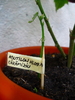 Abutilon caramiziu in 24 sept 2010 (taiat in 15 sep)