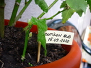 Abutilon alb in 24 sept 2010 (taiat in 15 sep)