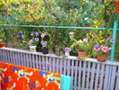 Petuniile bunicii in 20 sept 2010, de ziua ei, la implinirea celor 81 de ani