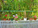 Petuniile bunicii in 20 sept 2010, de ziua ei, la implinirea celor 81 de ani
