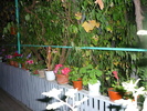 Petuniile bunicii in 20 sept 2010, de ziua ei, la implinirea celor 81 de ani