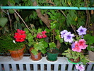 Petuniile si muscatele bunicii in 20 sept 2010, de ziua ei, la implinirea celor 81 de ani