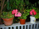Petuniile si muscatele bunicii in 20 sept 2010, de ziua ei, la implinirea celor 81 de ani