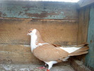 DSC00913