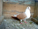 DSC00919