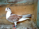 DSC00932