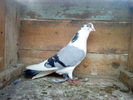 DSC00939