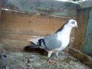 DSC00940