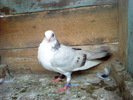 DSC00942