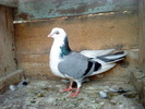 DSC00945