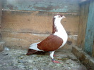 DSC00949