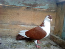 DSC00950
