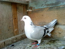 DSC00951